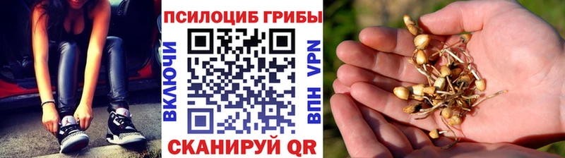 закладка  Луза  Галлюциногенные грибы Cubensis 
